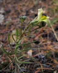 Linaria buriatica
