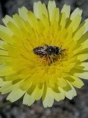 Calliopsis puellae