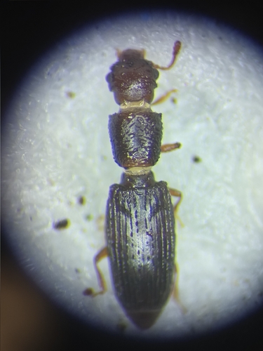 Hesperobaenus abbreviatus observed 2026-03-26
