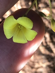Oxalis copiosa