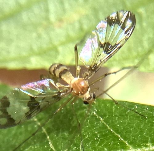 Unknown species found near McAlpine Creek Greenway, Charlotte, NC, US