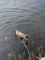 Branta canadensis