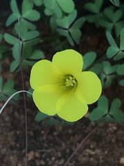 Oxalis copiosa