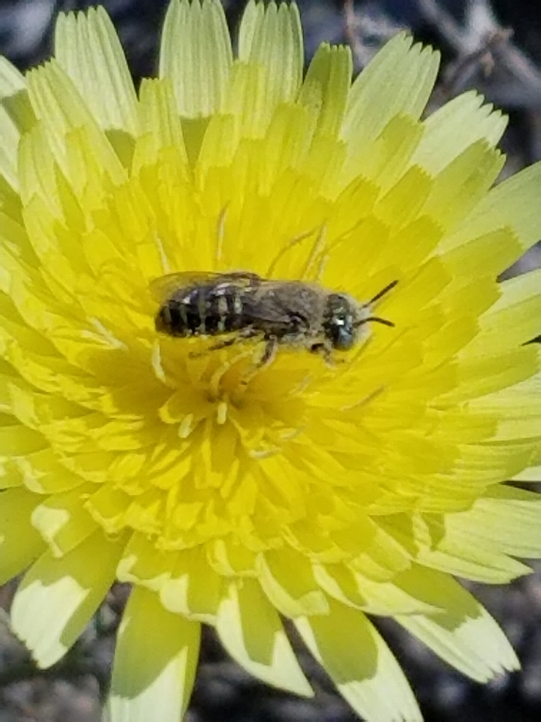 Desert-dandelion Nomadopsis