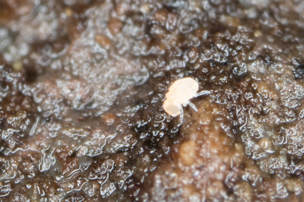 Megalothorax minimus V.Willem, 1900