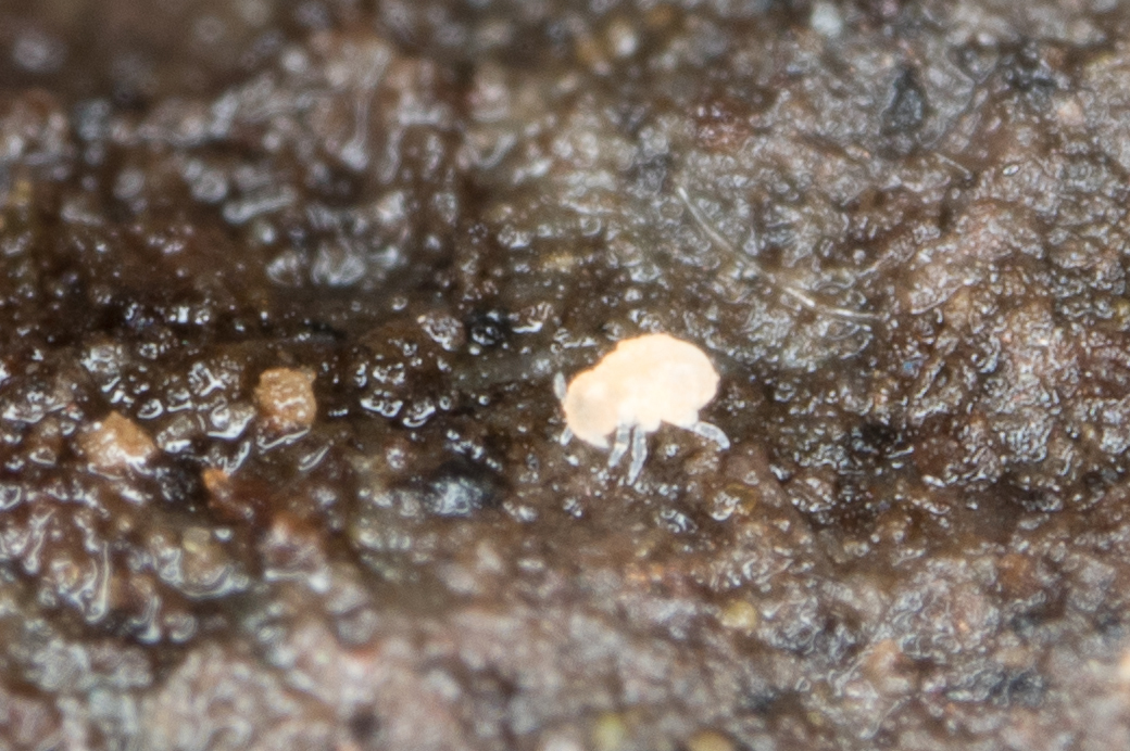 Megalothorax minimus V.Willem, 1900