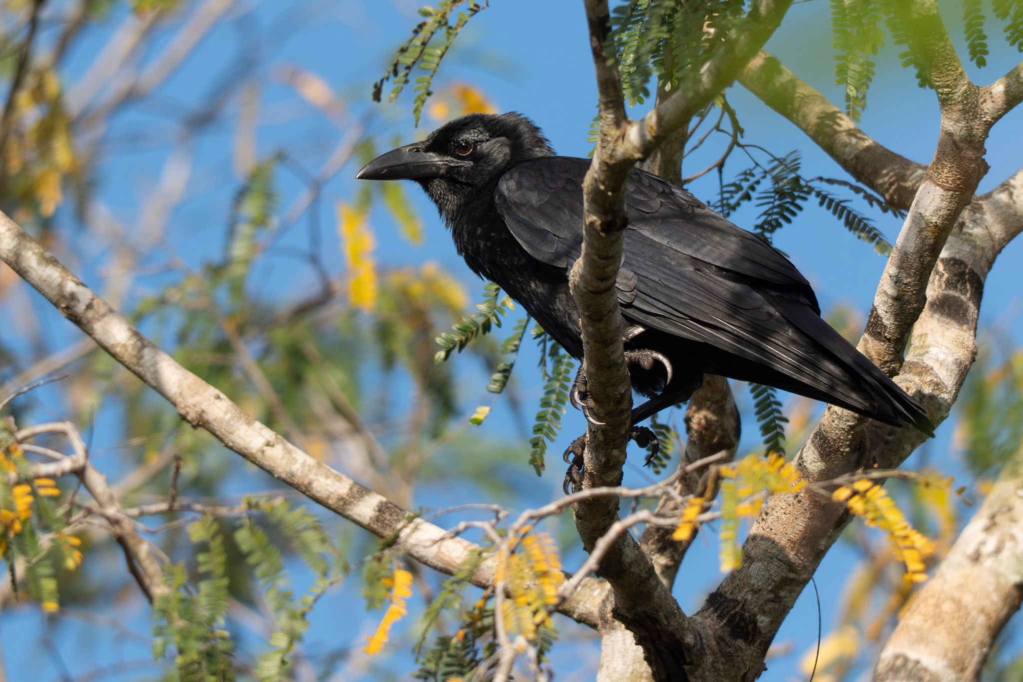 Cuban Crow (Corvus nasicus), photo 2