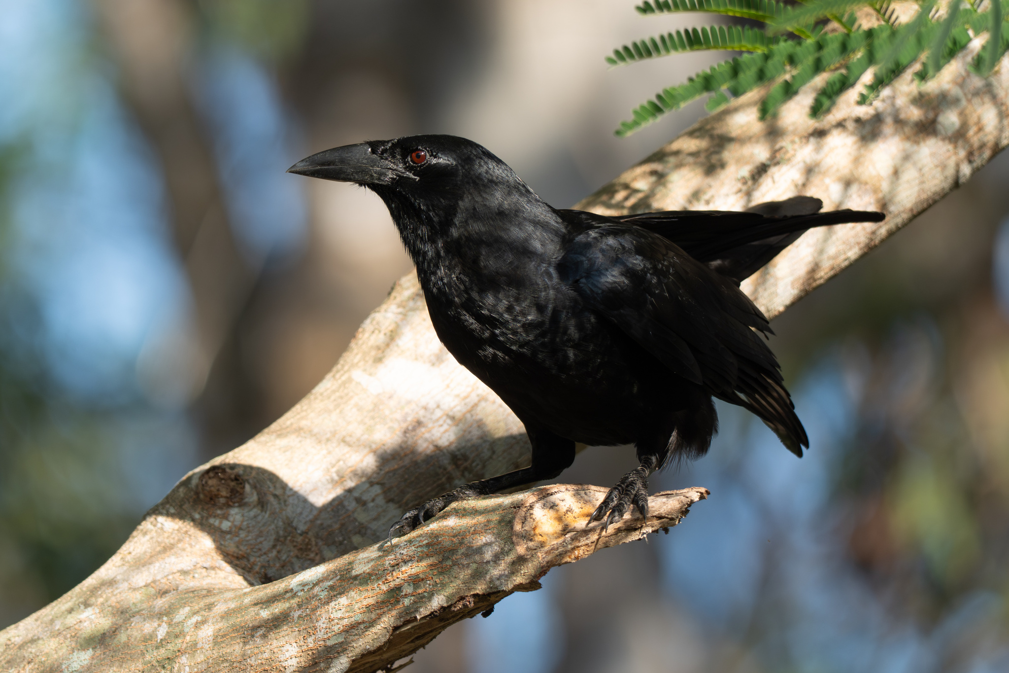Cuban Crow (Corvus nasicus), photo 3