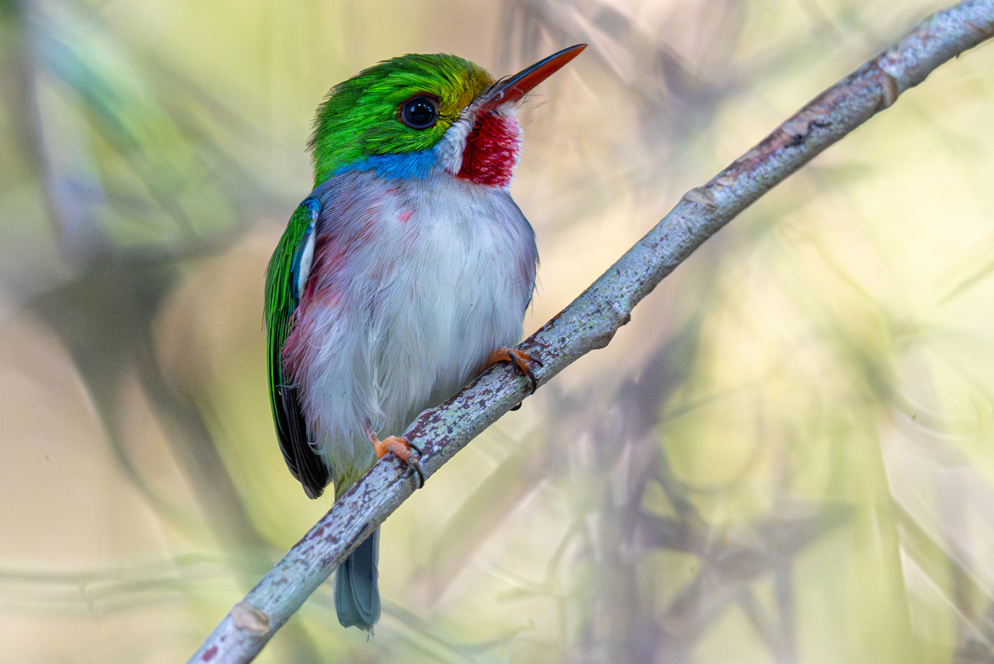 Cuban Tody (Todus multicolor), photo 3