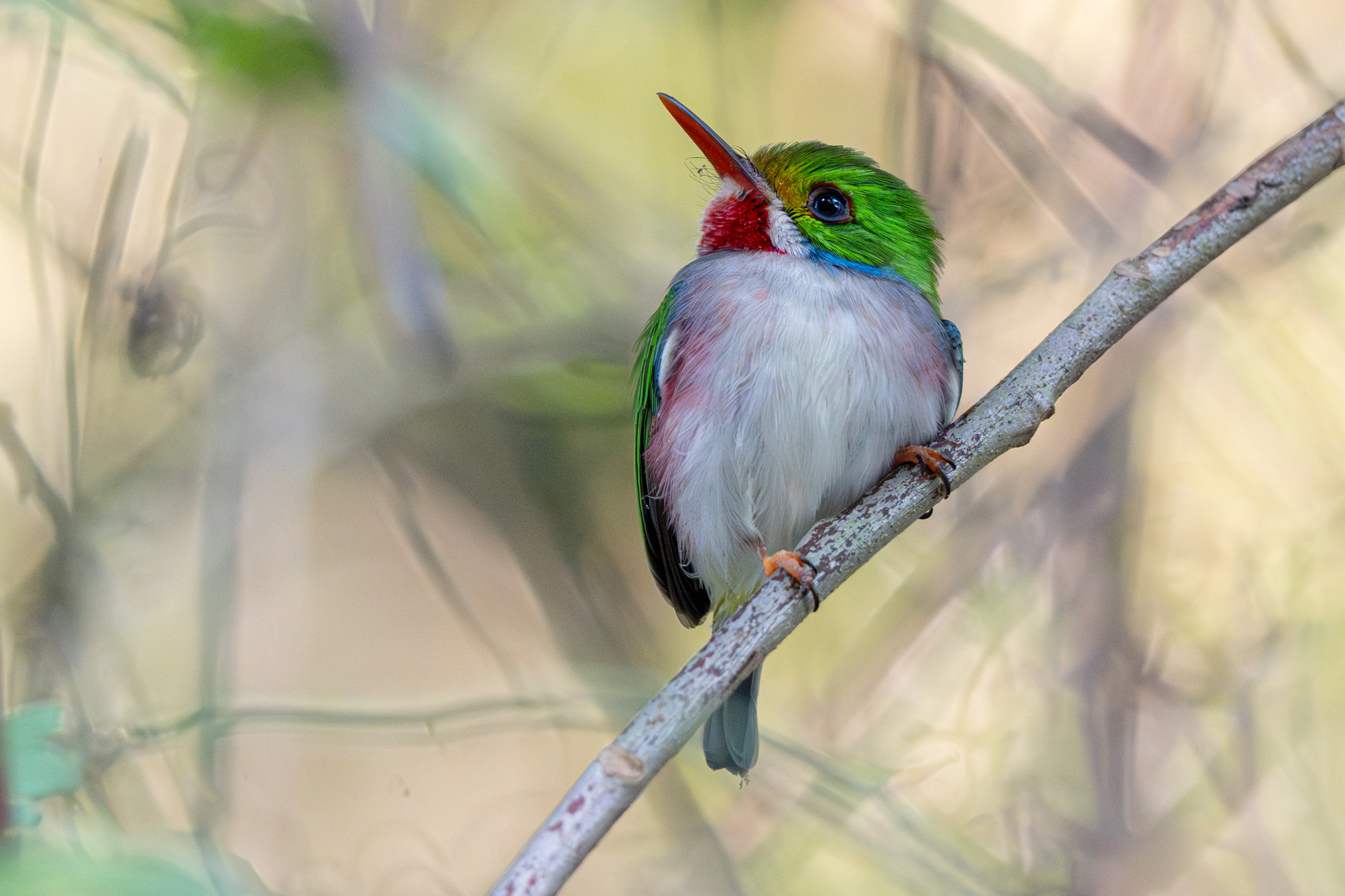 Cuban Tody (Todus multicolor), photo 4