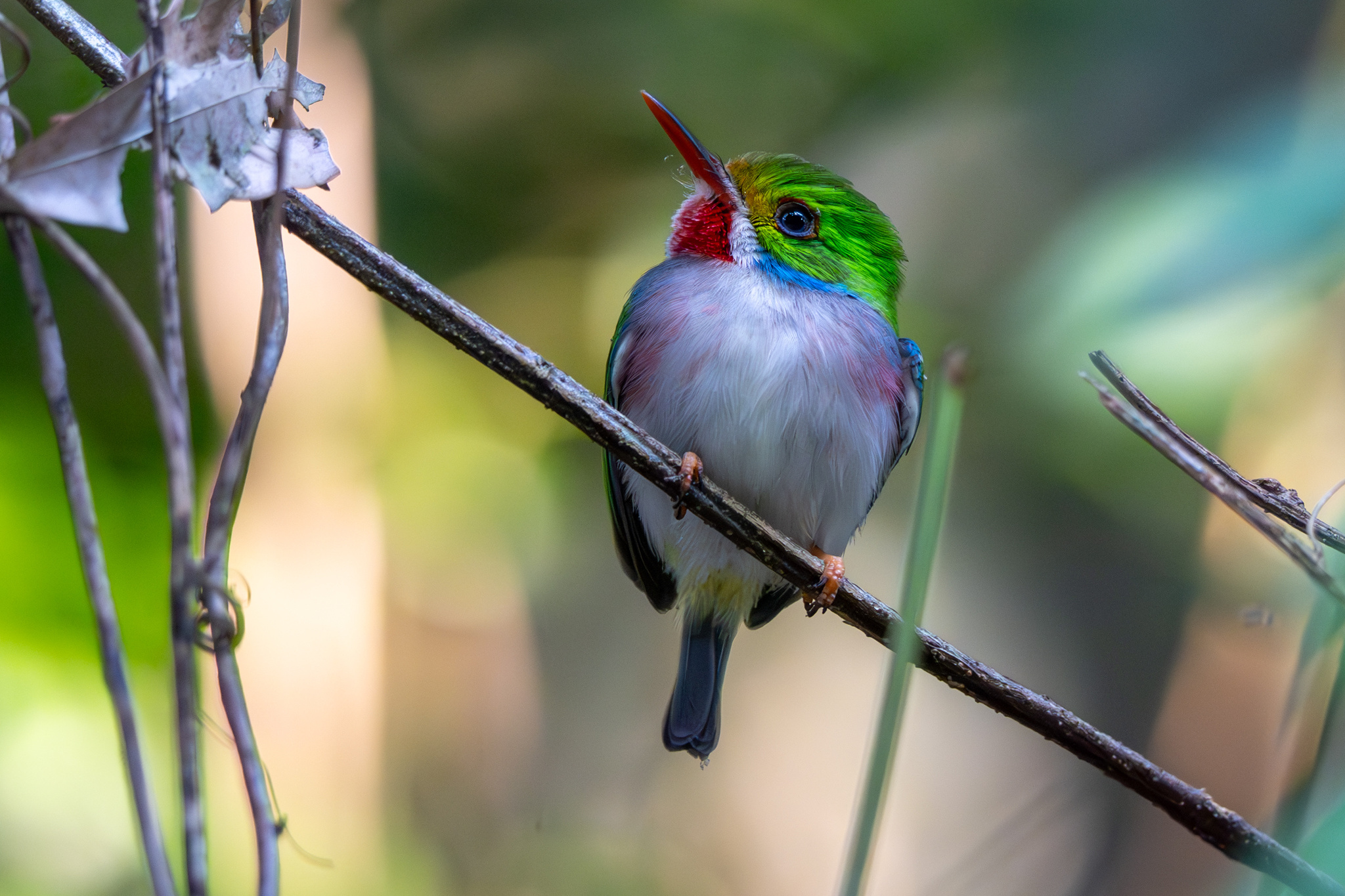 Cuban Tody (Todus multicolor), photo 10