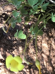 Oxalis copiosa