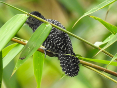 Thamnophilus tenuepunctatus