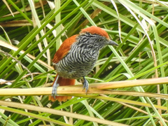 Thamnophilus tenuepunctatus