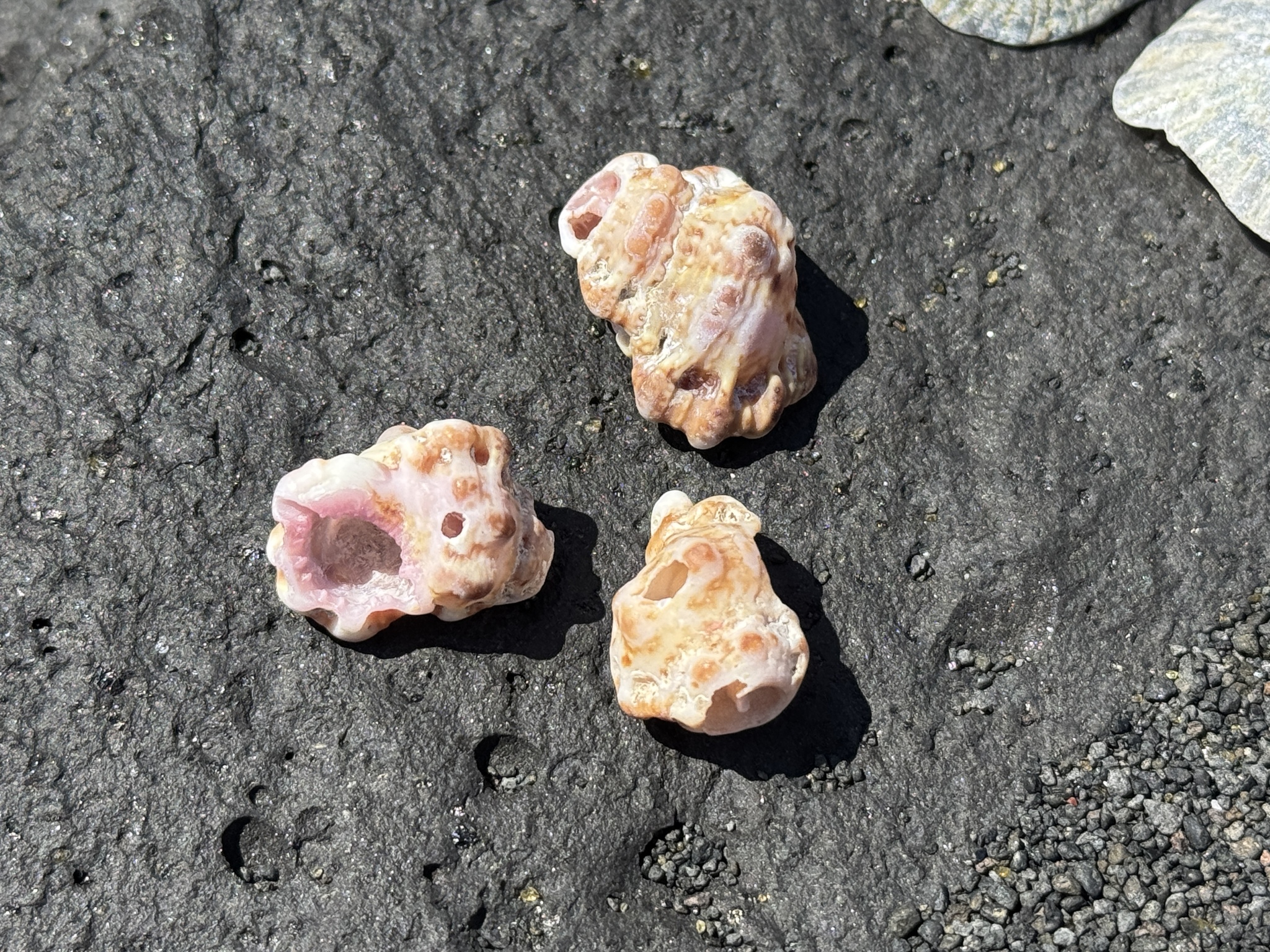 Lampasopsis thomae