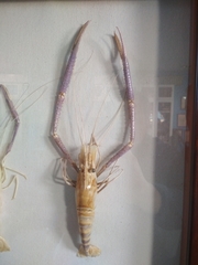 Macrobrachium rosenbergii