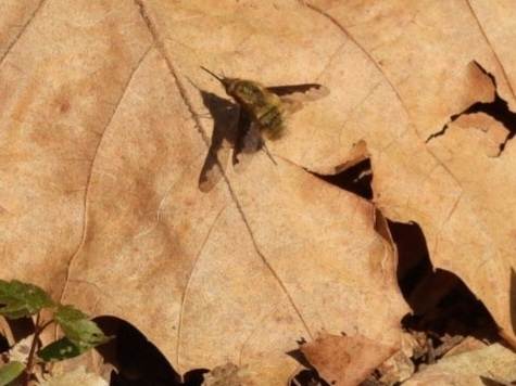 Unknown species found near Dixie - Berryhill, Belmont, NC, USA