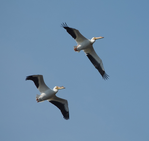 American White Pelican photographed in Illinois