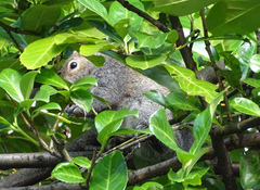 Sciurus carolinensis