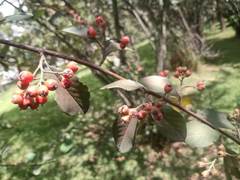 Cotoneaster glaucophyllus