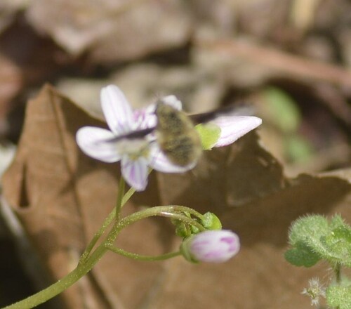 Unknown species found near 8305 Camp Durant Rd, Raleigh, NC 27614