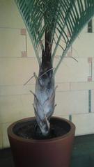 Dypsis decaryi