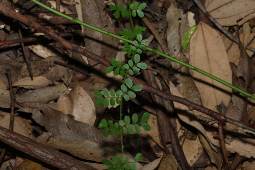 corky prickle-vine (Mezoneuron brachycarpum)
