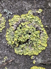 Xanthoria parietina