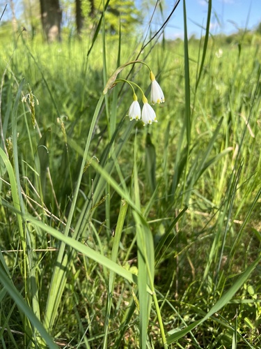 Leucojum aestivum