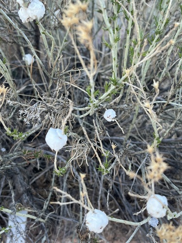 Unknown species found near glen eyrie castle colorado springs co