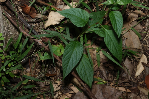 Deeringia amaranthoides, photograph 6