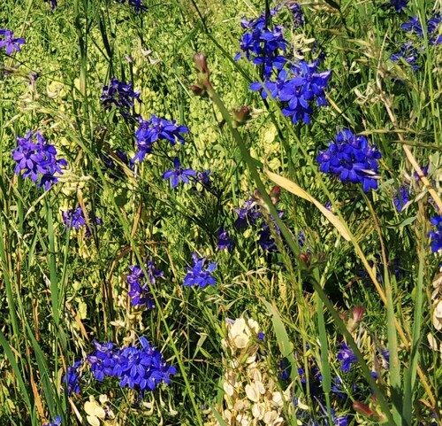 Forking Larkspur (Delphinium consolida)