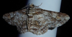 Cleora alienaria