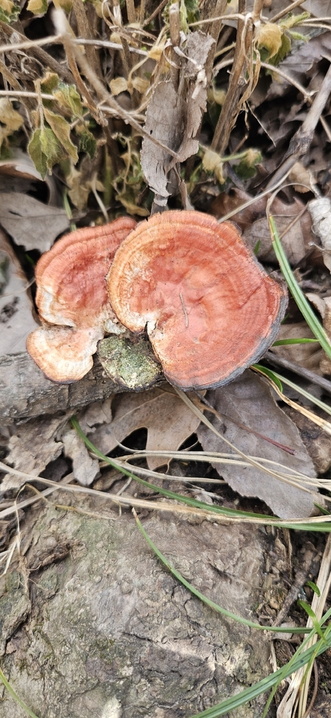 Trametes sanguinea · March 2026 · photo: © bobhoard (iNaturalist, cc-by)