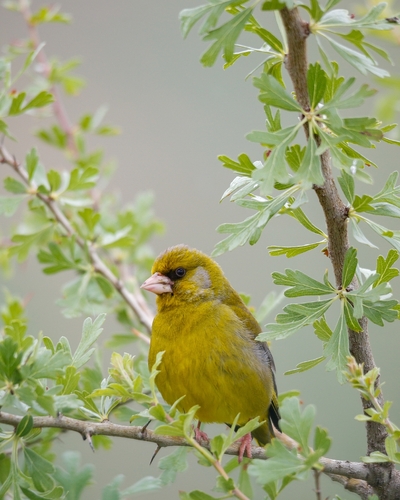 European Greenfinch