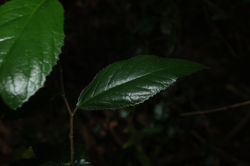 whalebone tree (Paratrophis pendulina)
