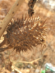 Datura stramonium