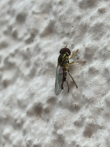Unknown species found near Rhea County Hwy, Dayton, TN, US