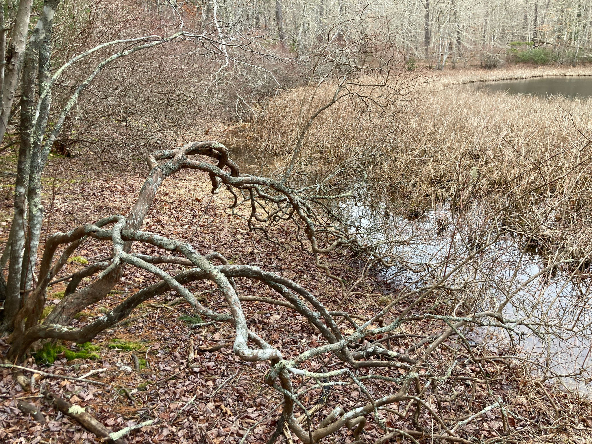Northern Highbush Blueberry (Vaccinium corymbosum)