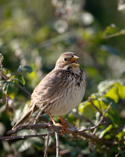 Corn Bunting