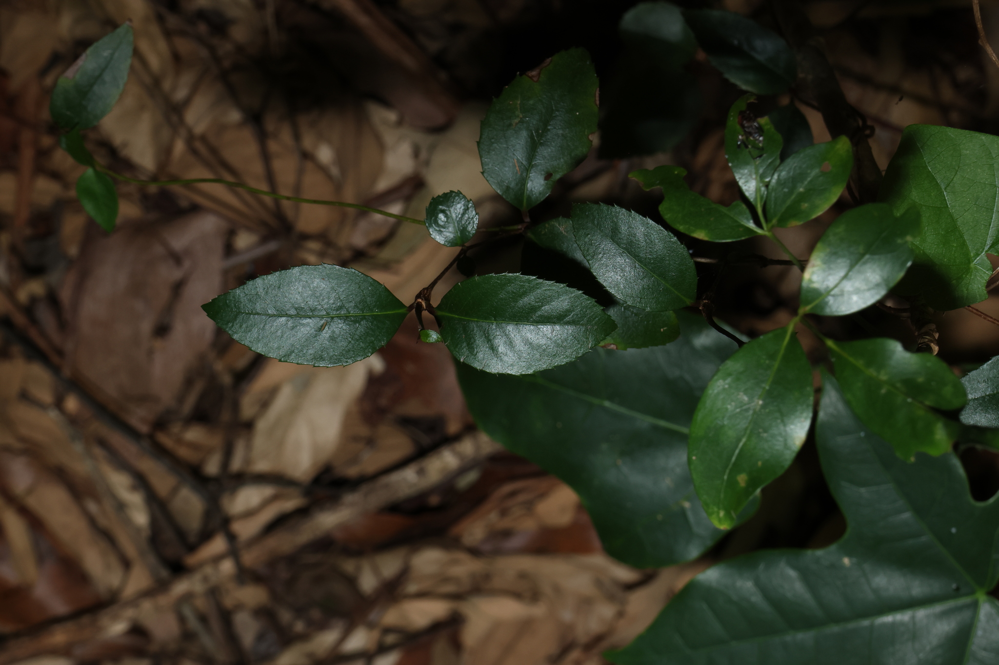 Gum Vine (Aphanopetalum resinosum)