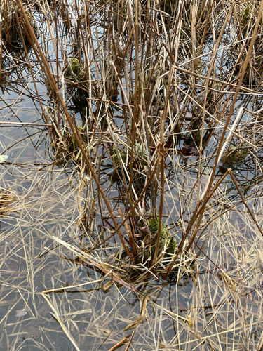 swamp loosestrife (Decodon verticillatus)
