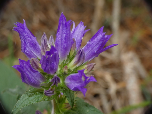 clustered bellflower (Campanula glomerata)
