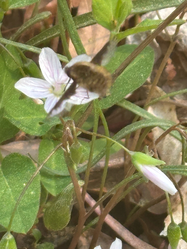 Unknown species found near Yates Store Rd, Cary, NC, US