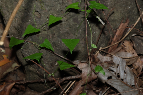 Slender Cucumber (Zehneria cunninghamii)