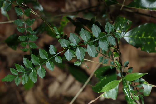 wonga vine (Pandorea pandorana)