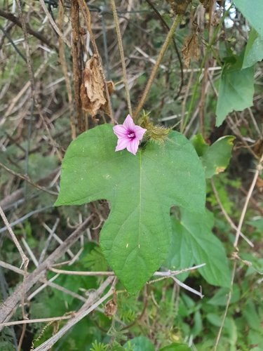 Ipomoea dichroa