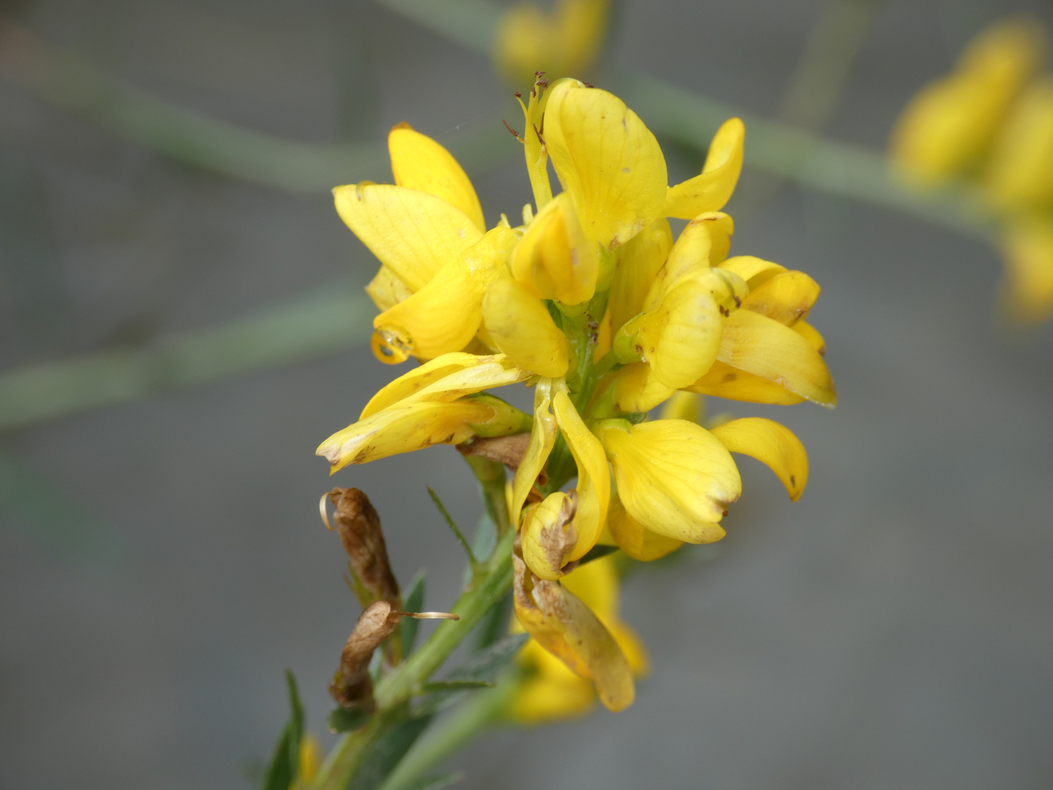 Dyer's Greenweed (Genista tinctoria)