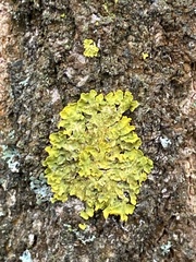 Xanthoria parietina