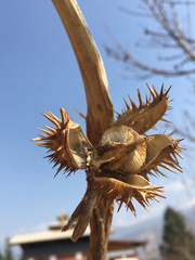 Datura stramonium